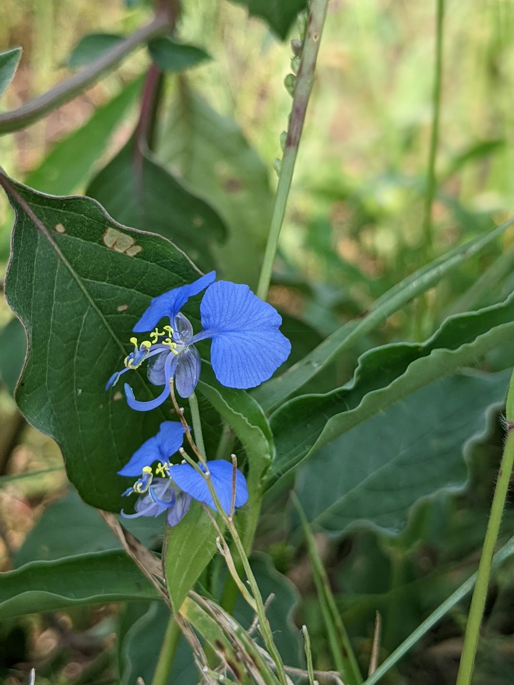 a small blue flower sitting on top of a green leaf