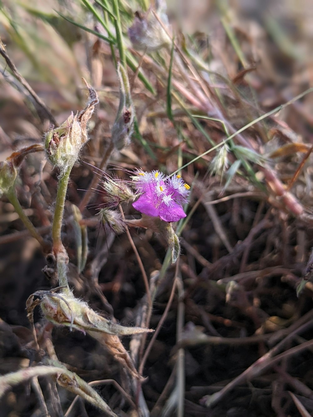 a small purple flower sitting on top of a dry grass field