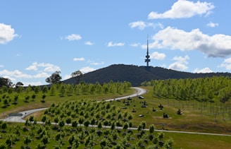 a road winding through a lush green forest