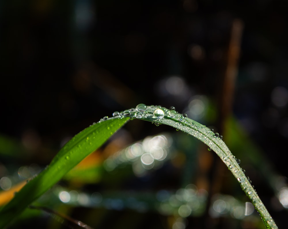 a close up of a leaf with water droplets on it