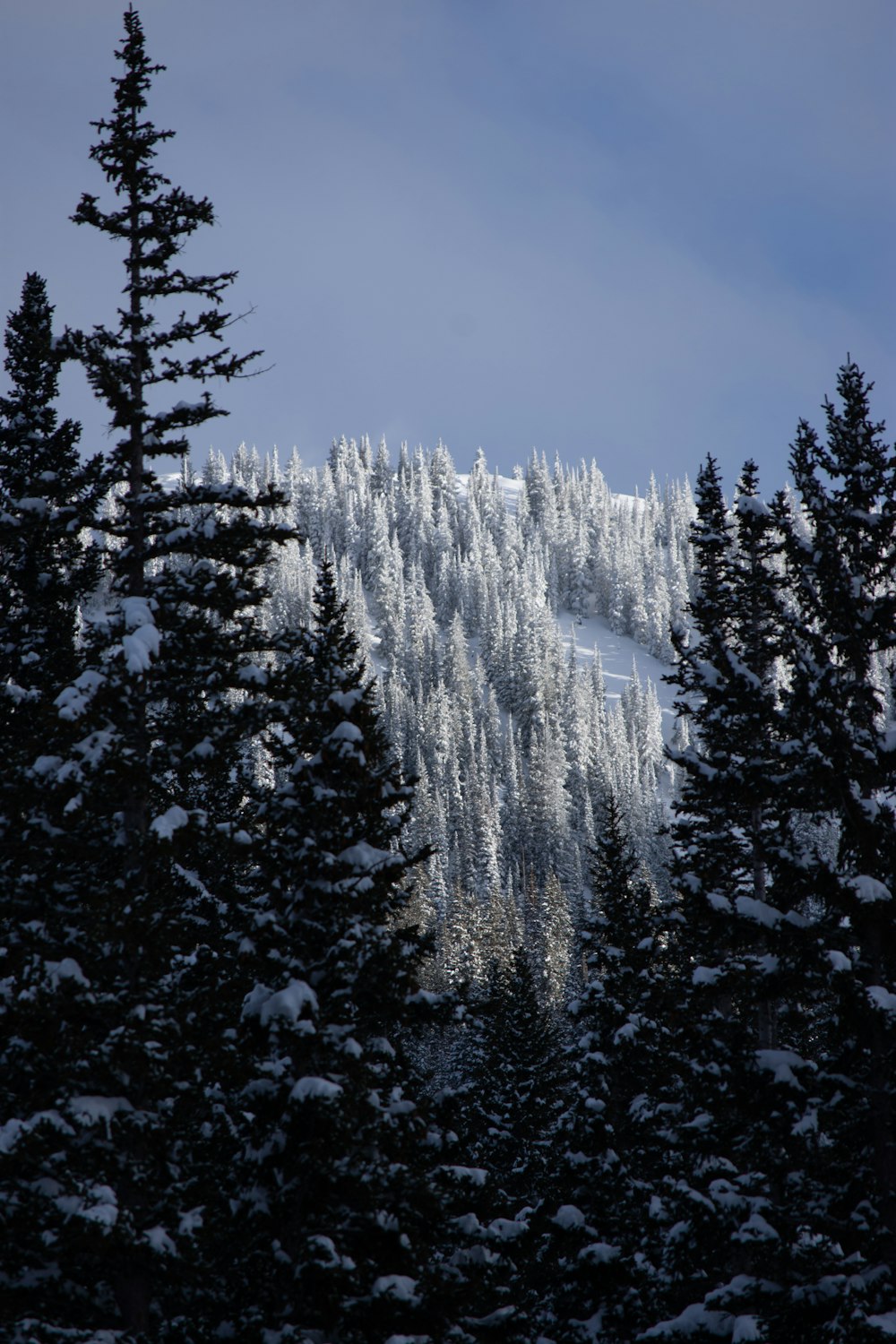 a snow covered mountain with trees in the foreground