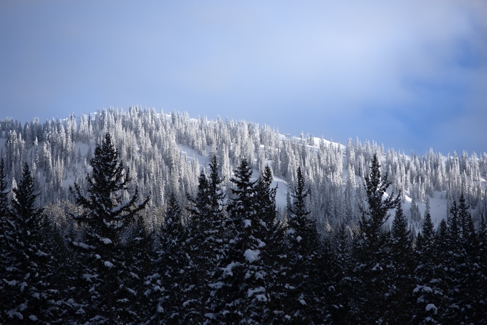 a mountain covered in snow with trees in the foreground