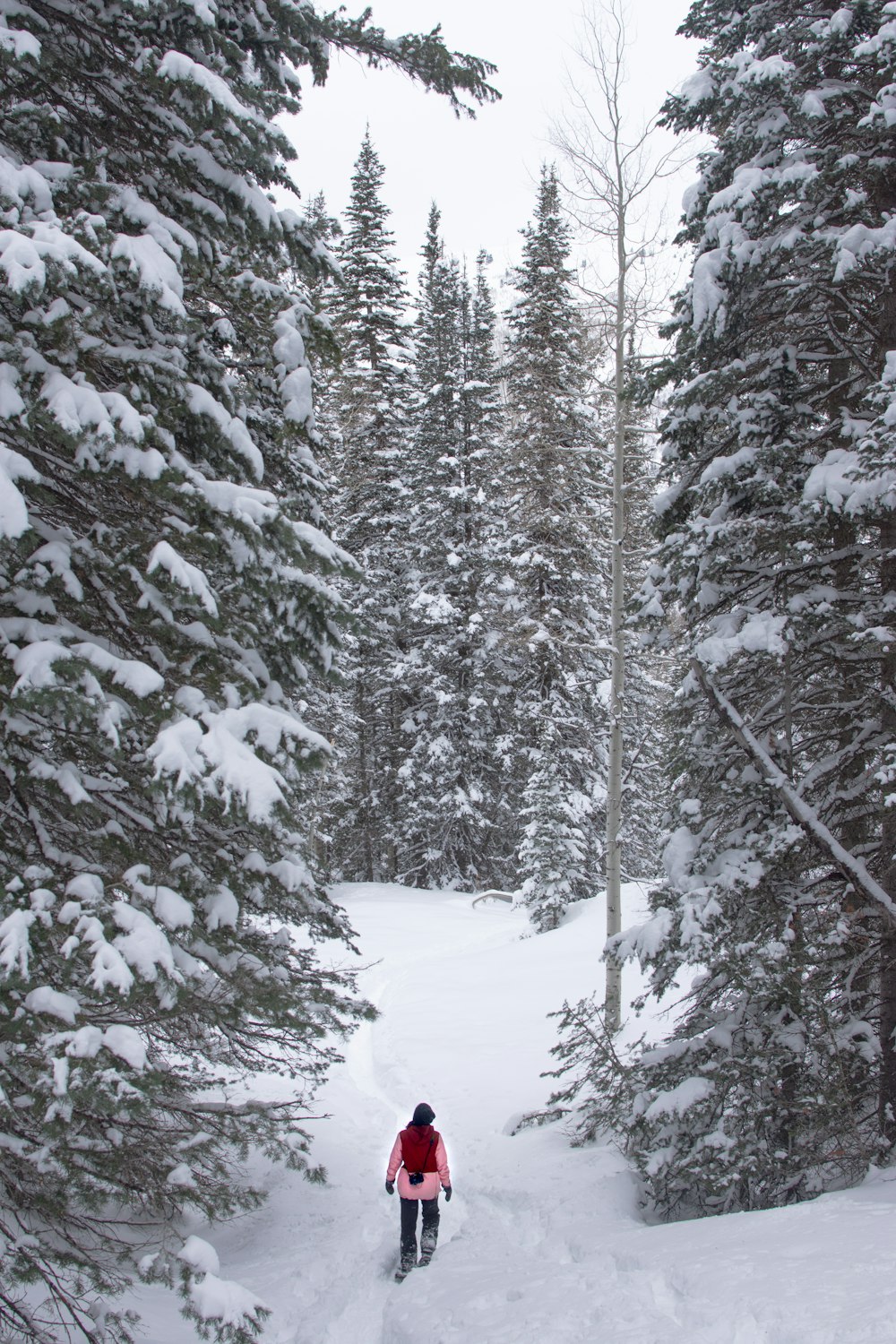 a person on skis going through a snowy forest