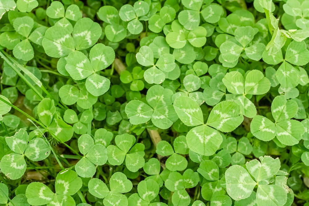 a close up of a bunch of green clovers