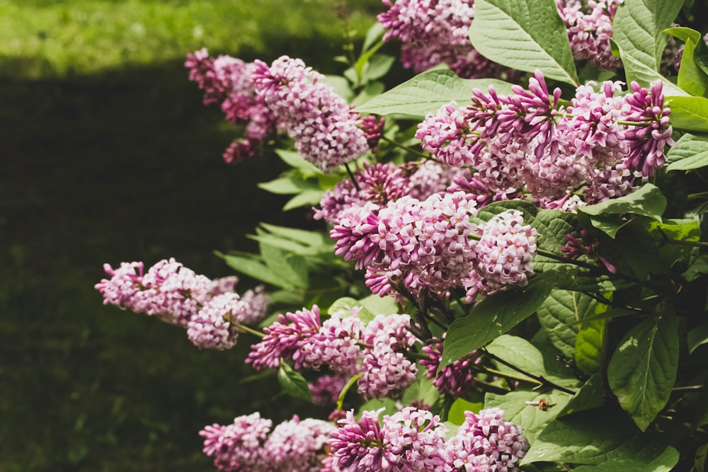 a bunch of purple flowers in a garden