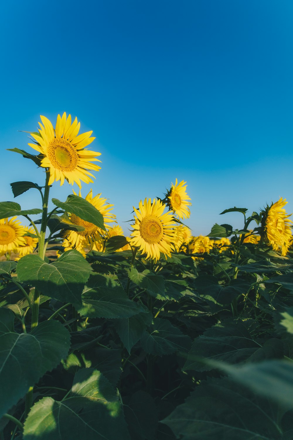 a field of sunflowers with a blue sky in the background