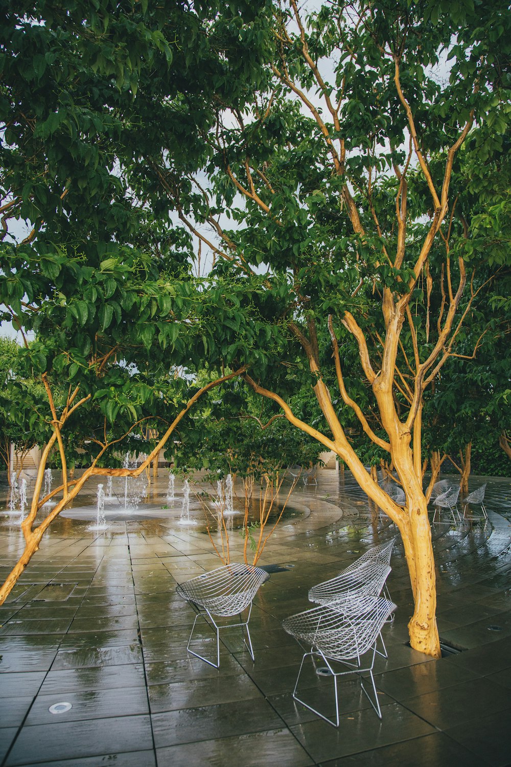 un par de sillas blancas sentadas junto a un árbol