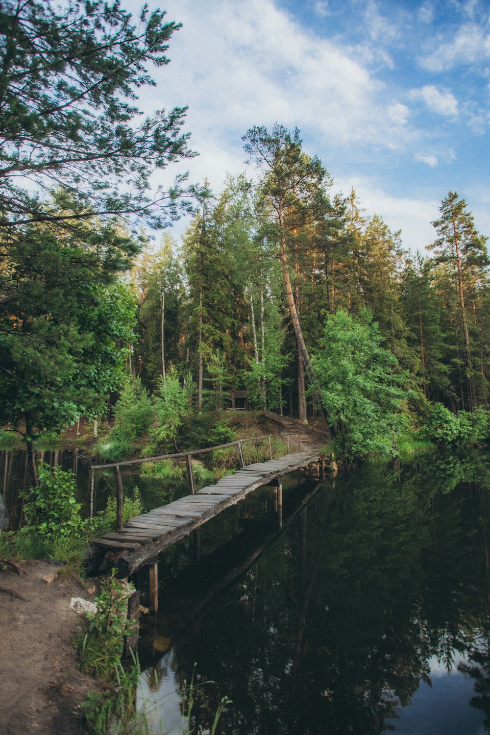 a wooden dock in the middle of a forest