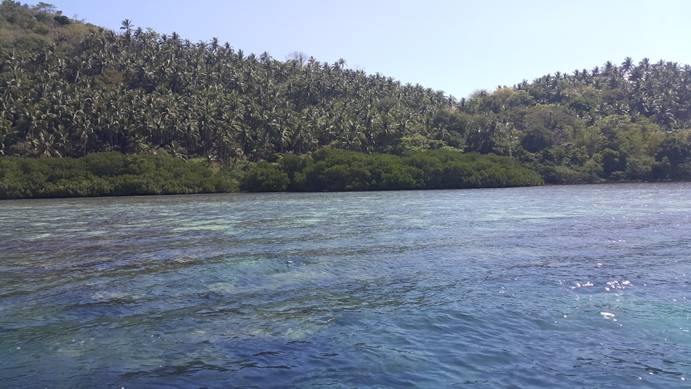 a body of water surrounded by a forest