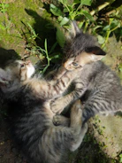 A playful kitten chasing a fluffy bunny in a sunlit garden.