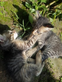 Two kittens with striped fur are playfully interacting in a sunlit outdoor setting. They are on a grassy and rocky ground, surrounded by small green plants. The sunlight casts soft shadows, highlighting their playful movements.