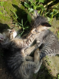 Two kittens with striped fur are playfully interacting in a sunlit outdoor setting. They are on a grassy and rocky ground, surrounded by small green plants. The sunlight casts soft shadows, highlighting their playful movements.