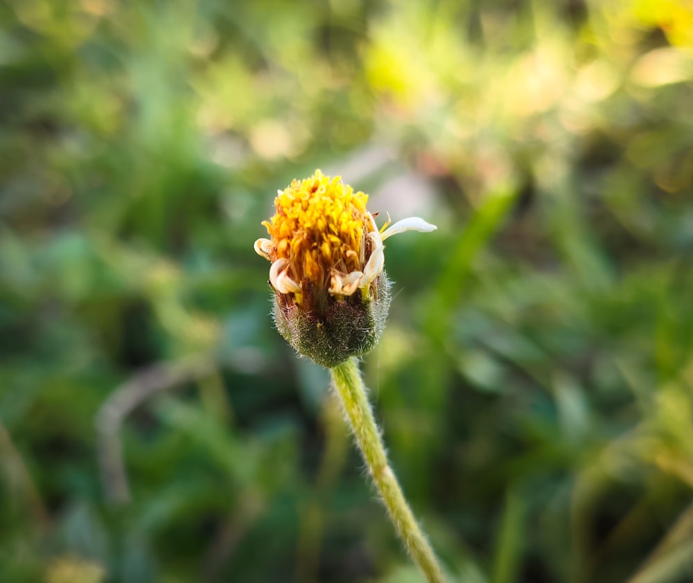 a close up of a flower in a field