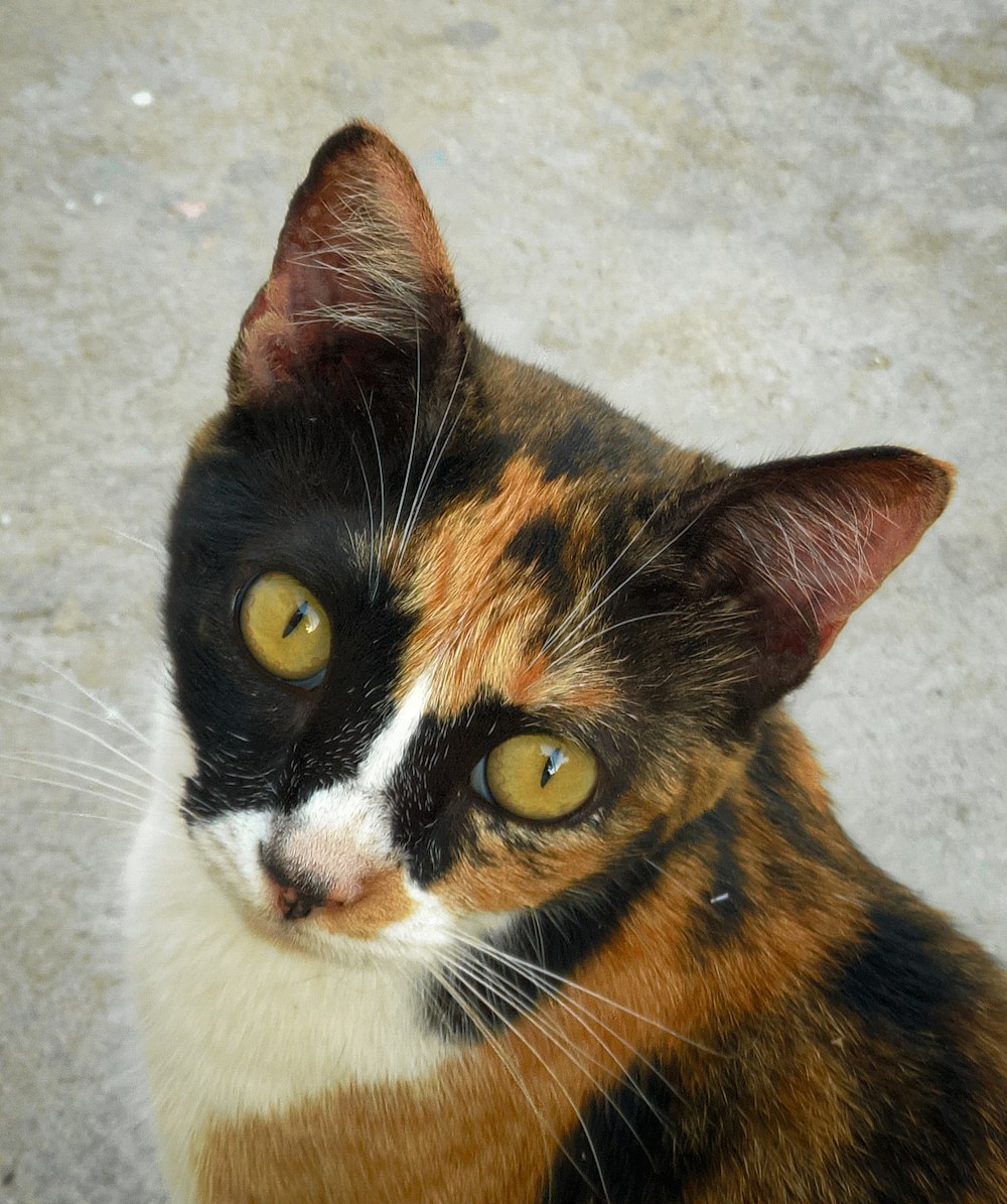 a close up of a cat with yellow eyes