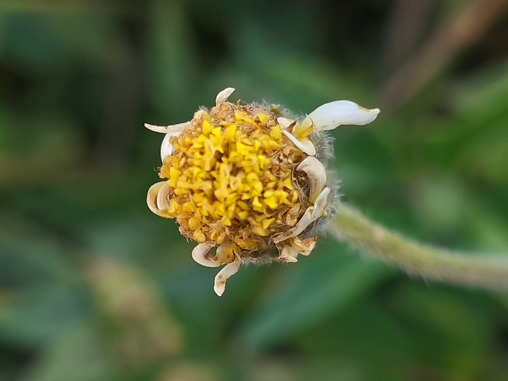 a close up of a yellow flower with a blurry background