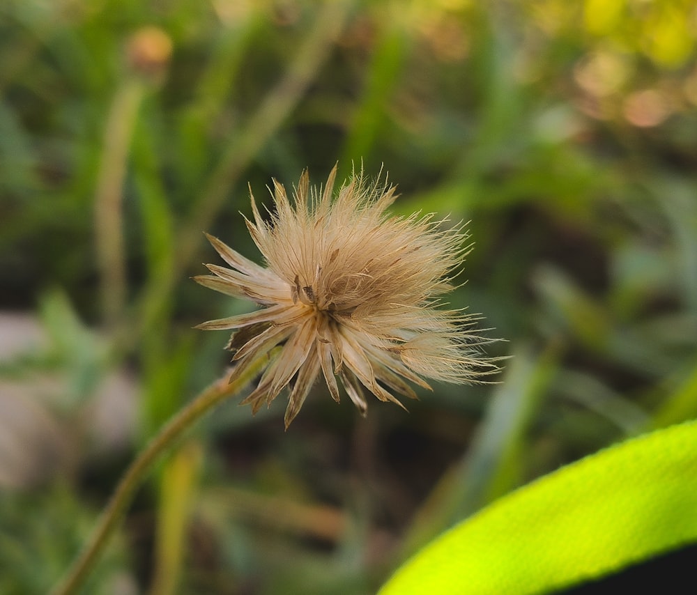 a close up of a plant with a blurry background