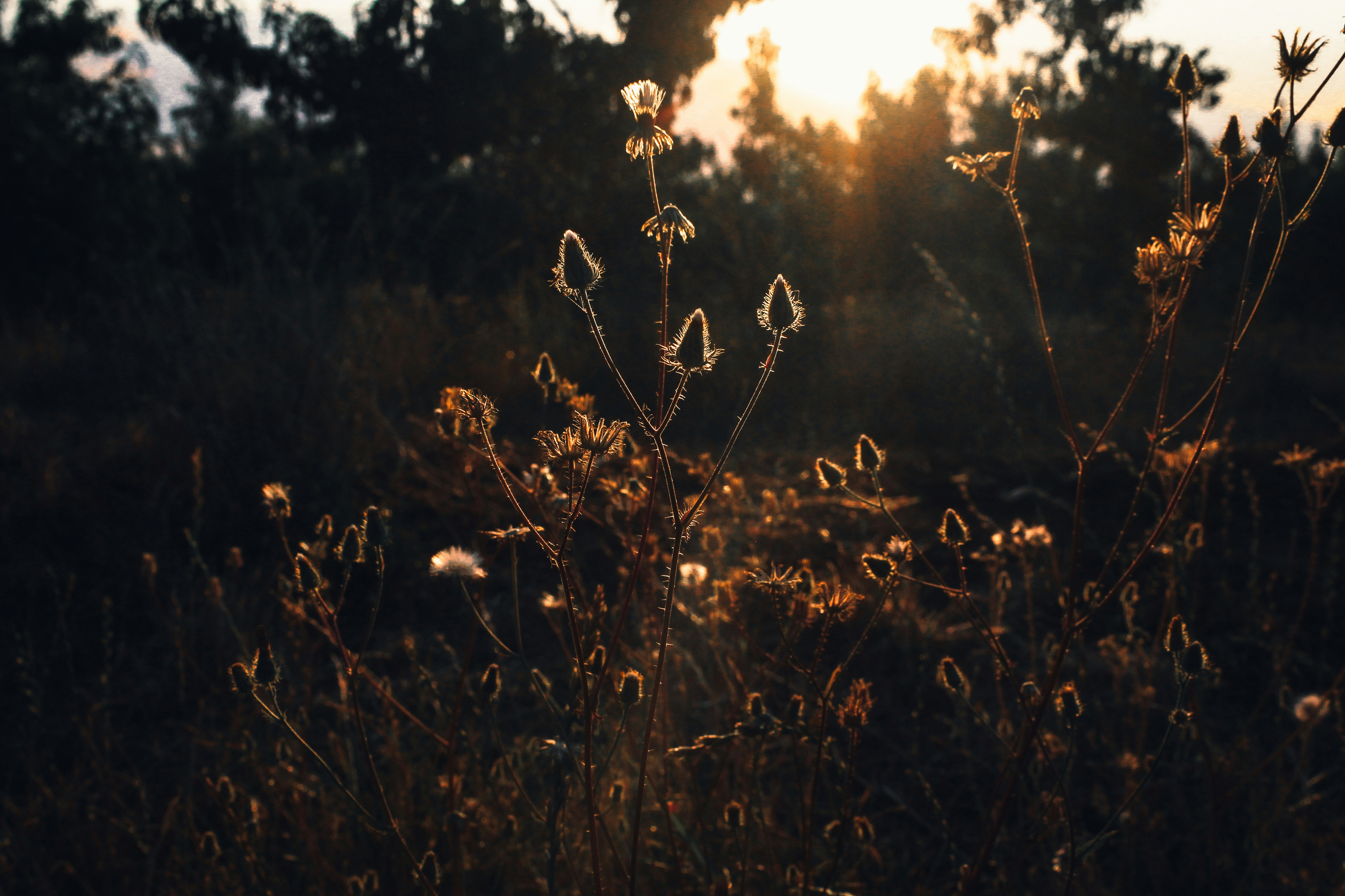 Photo by czapp_botond