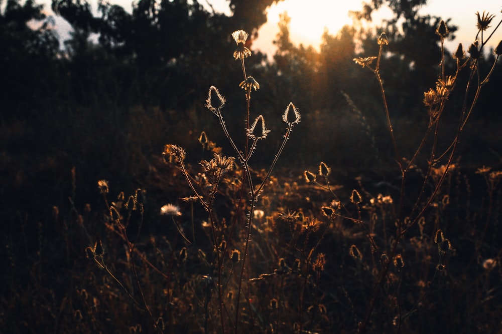 the sun is shining through the trees in the field