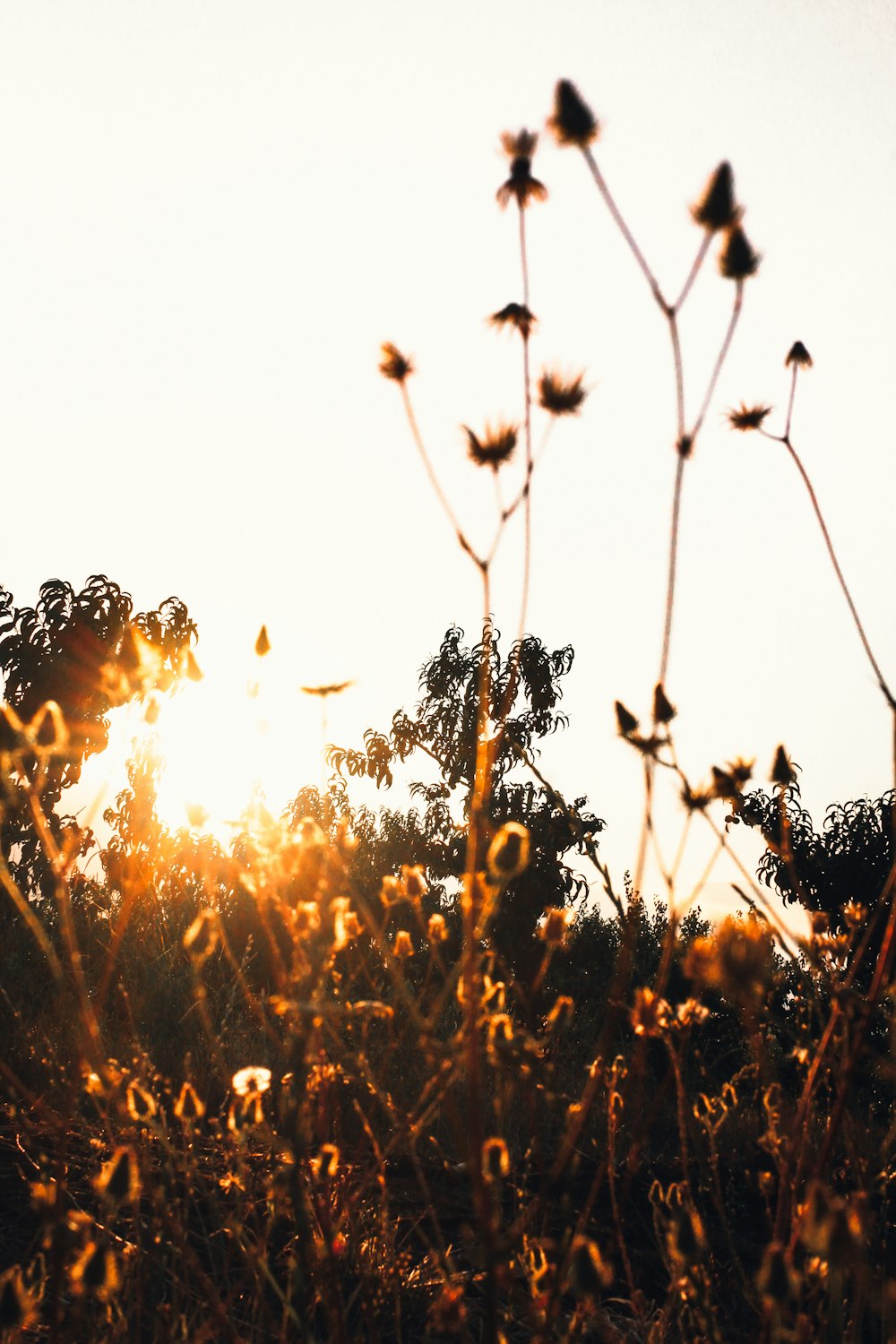 the sun shines through the branches of a tree