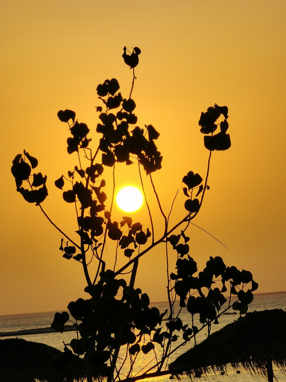 the sun is setting over the ocean with a tree in the foreground