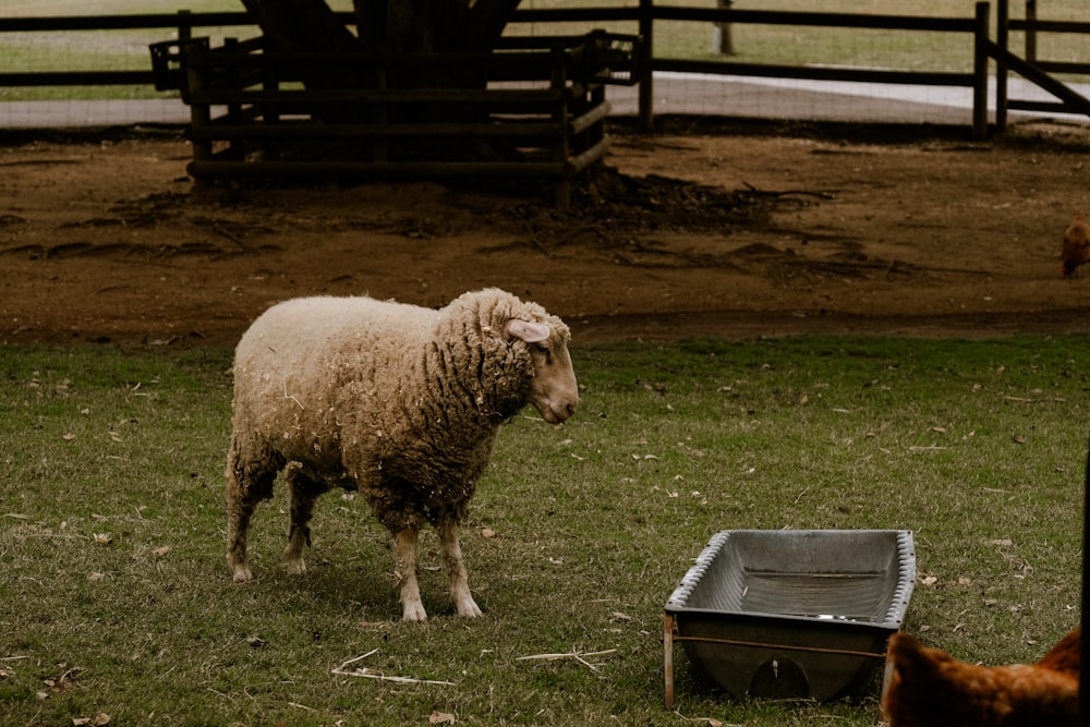 a sheep standing next to a dog dish in a field