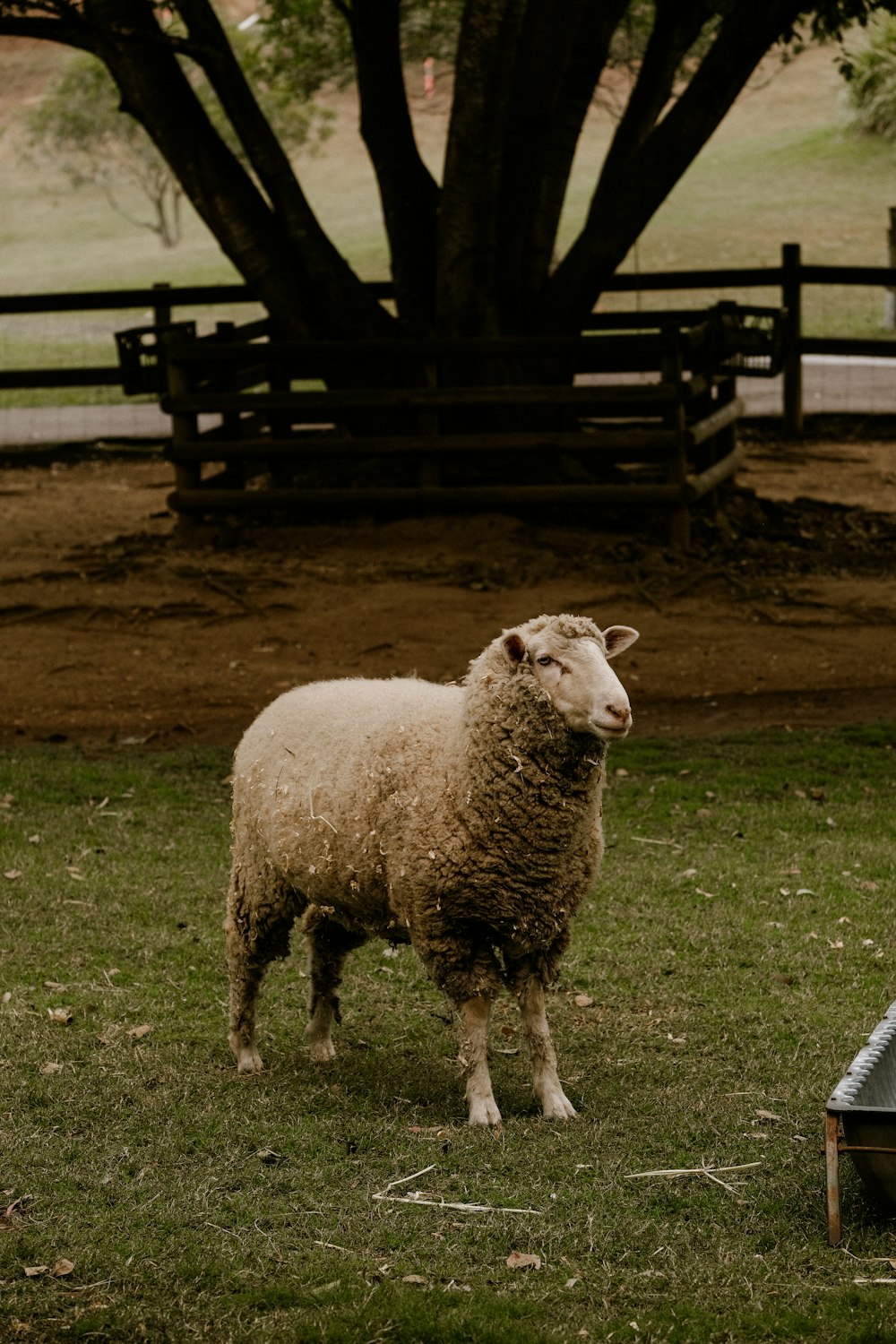 a sheep standing in the grass next to a tree