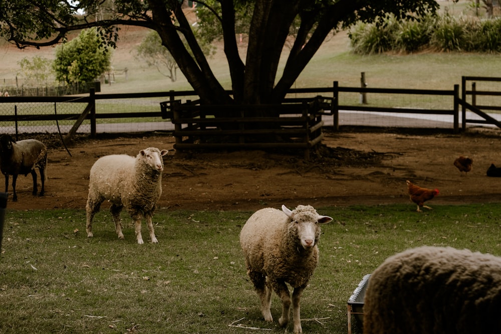 a herd of sheep standing on top of a lush green field