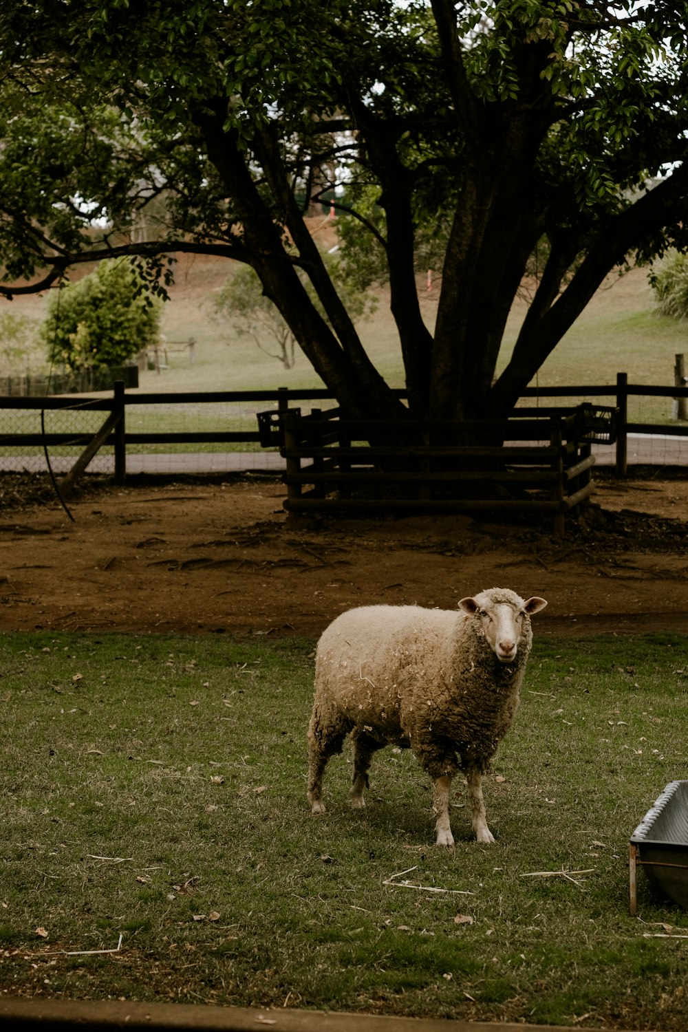 a sheep standing in a field next to a tree