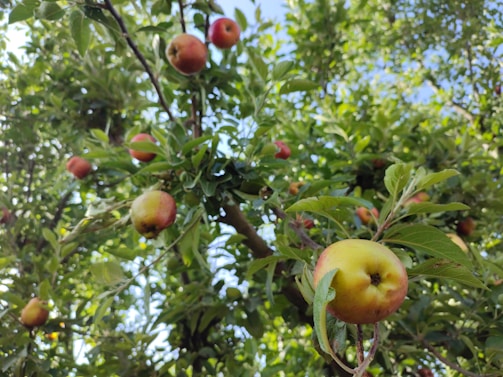 A lush apple tree with numerous ripe apples hanging from its branches. The apples vary in color, displaying hues of red, yellow, and green. The leaves are vibrant and green, and the background features a clear blue sky peeking through the foliage.