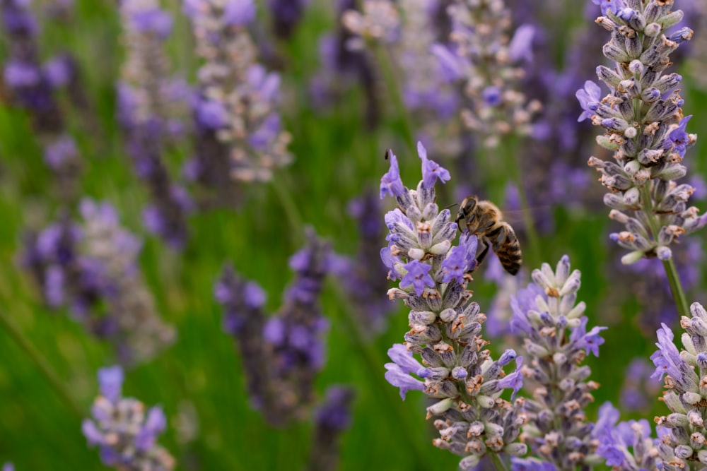 a bee that is sitting on a flower