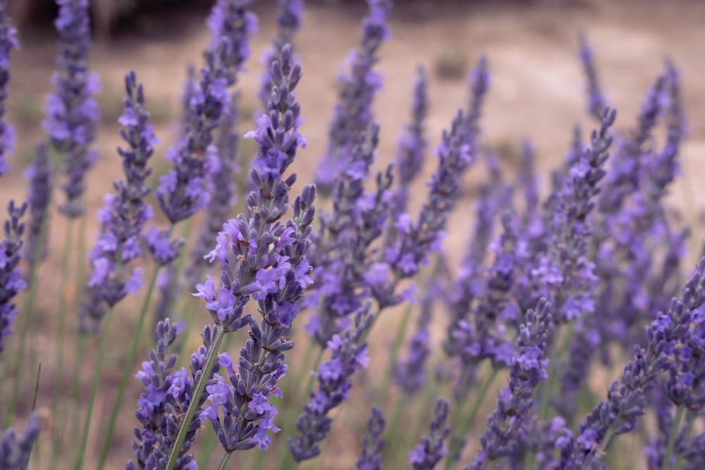 Un mazzo di fiori di lavanda in un campo