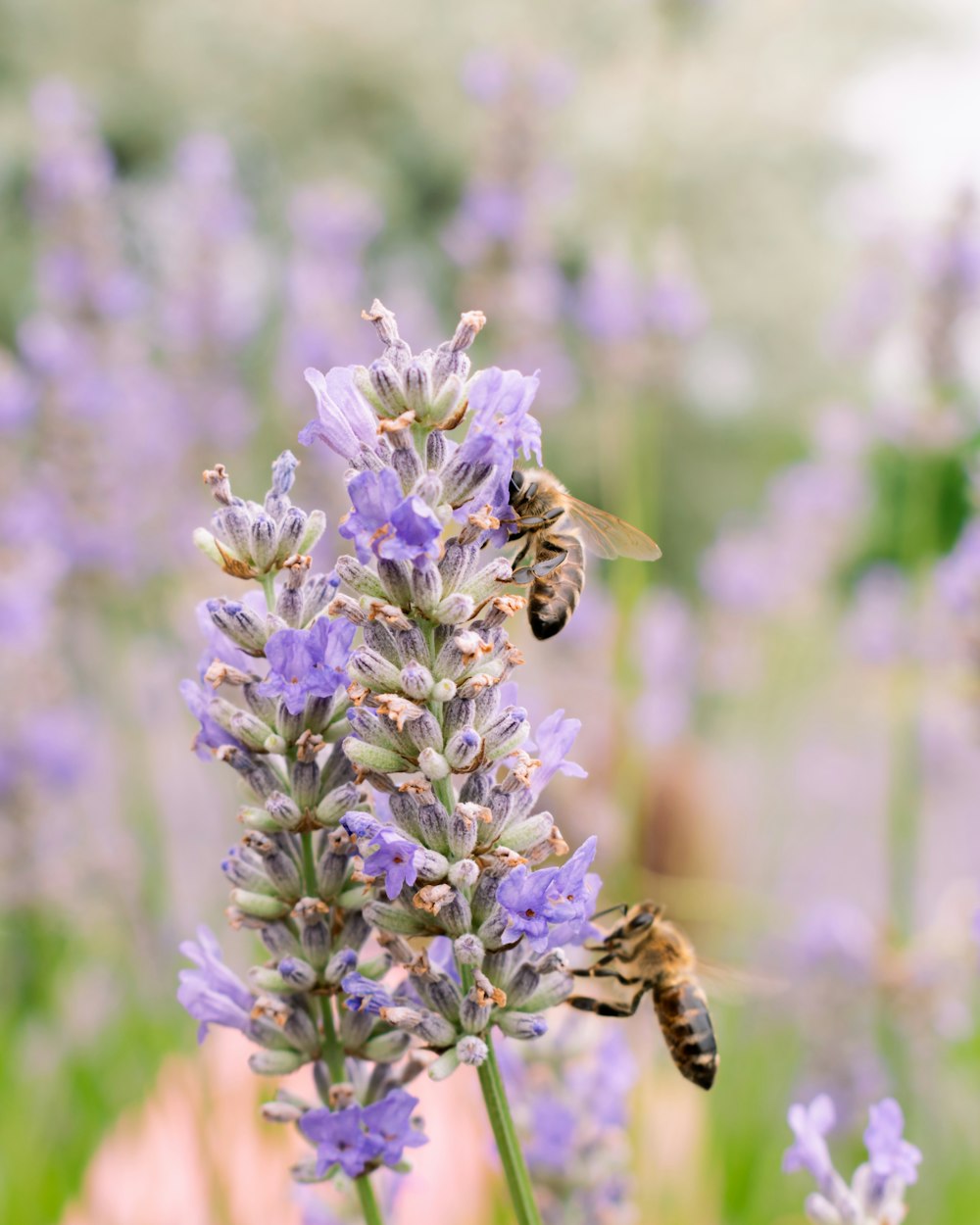 eine Biene, die über eine lila Blume auf einem Feld fliegt