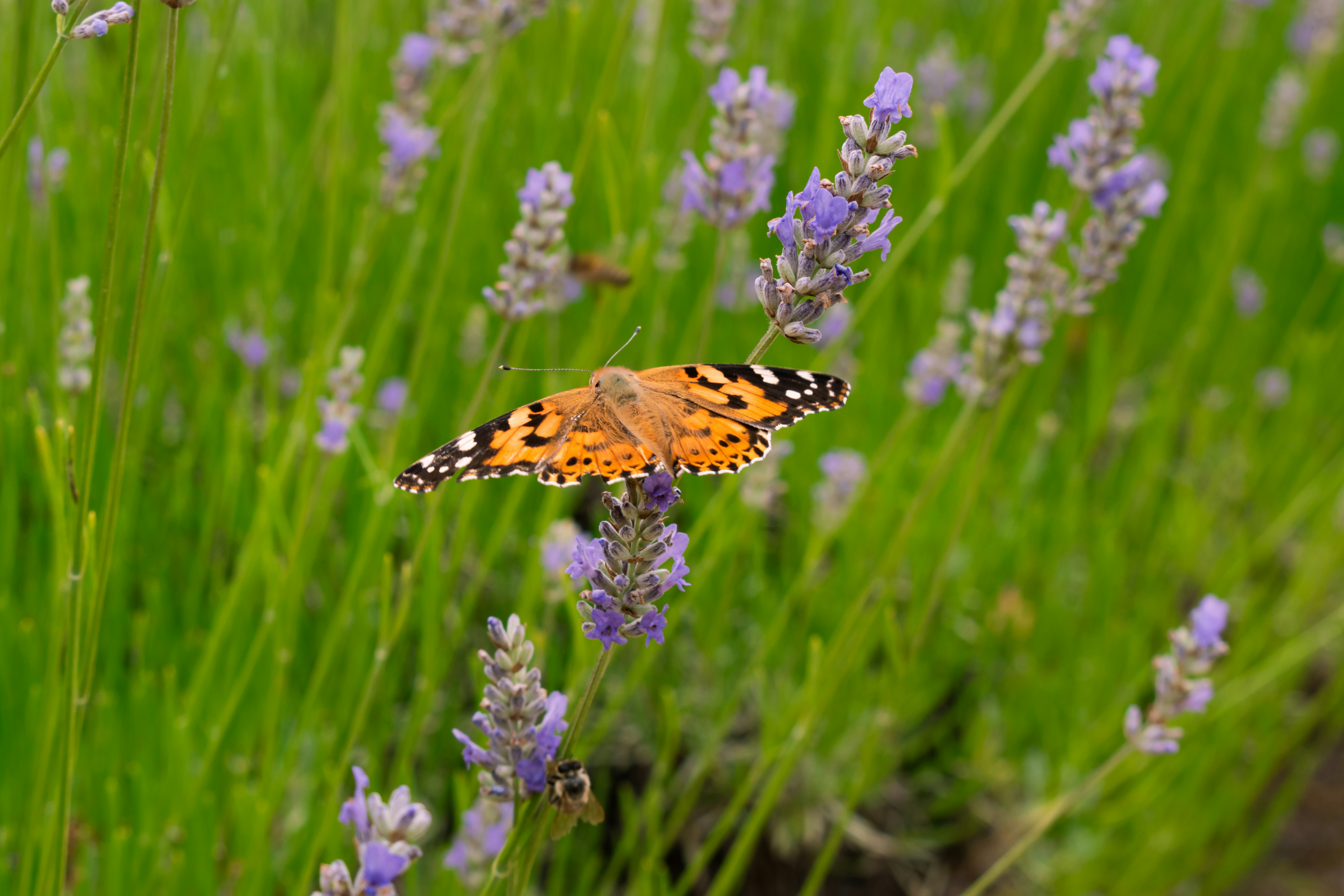 A butterfly sitting on top of a purple flower photo – Free Flower Image on  Unsplash, image size:3000x2000
