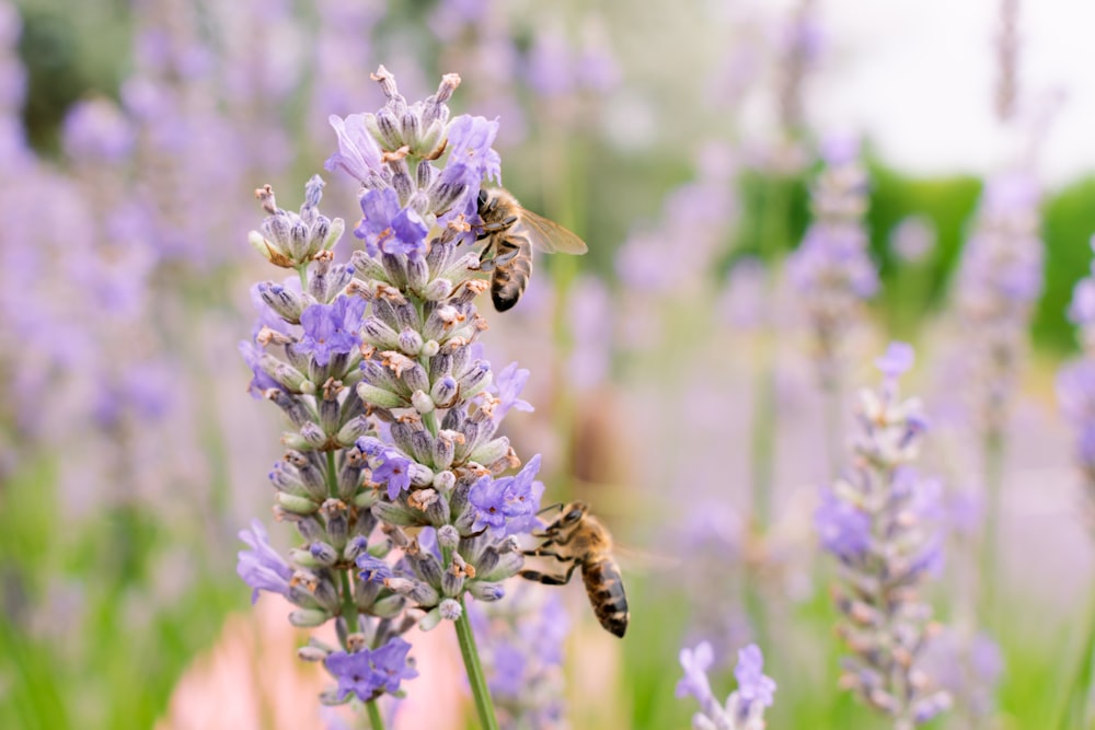 eine Biene auf einer Lavendelblüte auf einem Feld