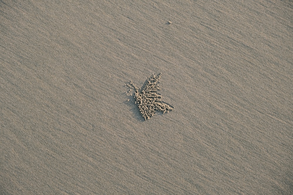 a small bird is standing in the sand