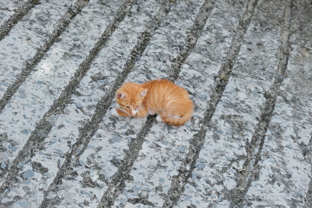 a small orange cat laying on top of a sidewalk