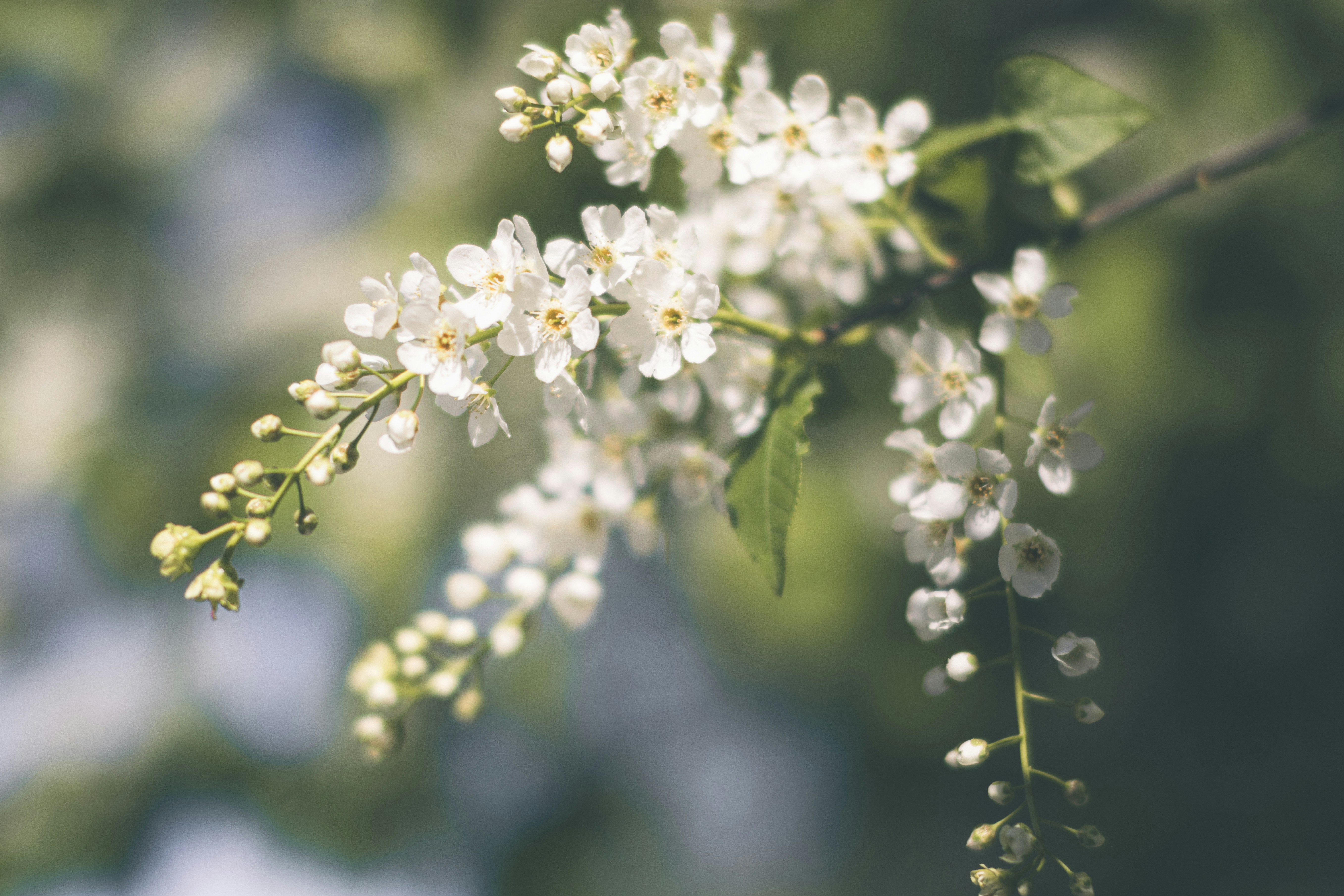 Photo by darkmoon_afa