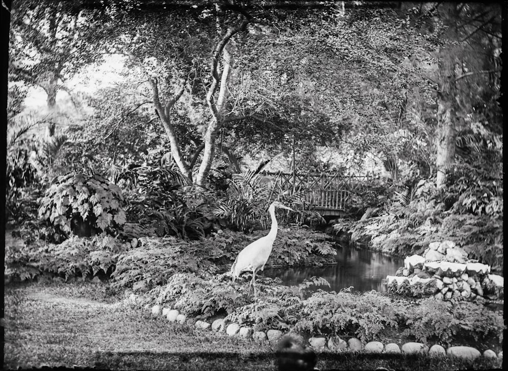 a black and white photo of a bird in a garden