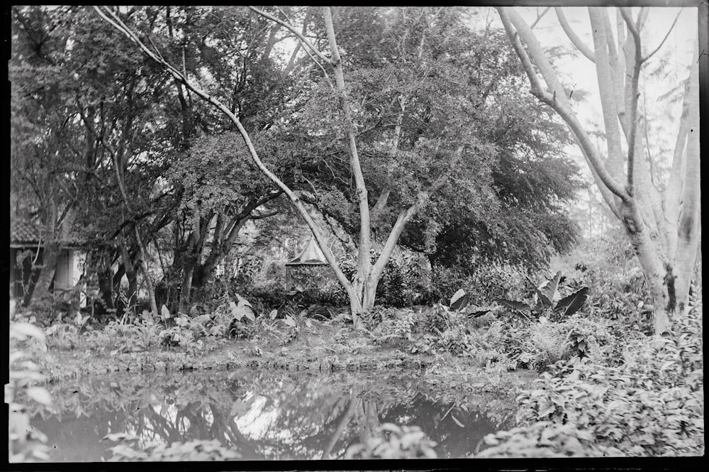 a black and white photo of trees and water