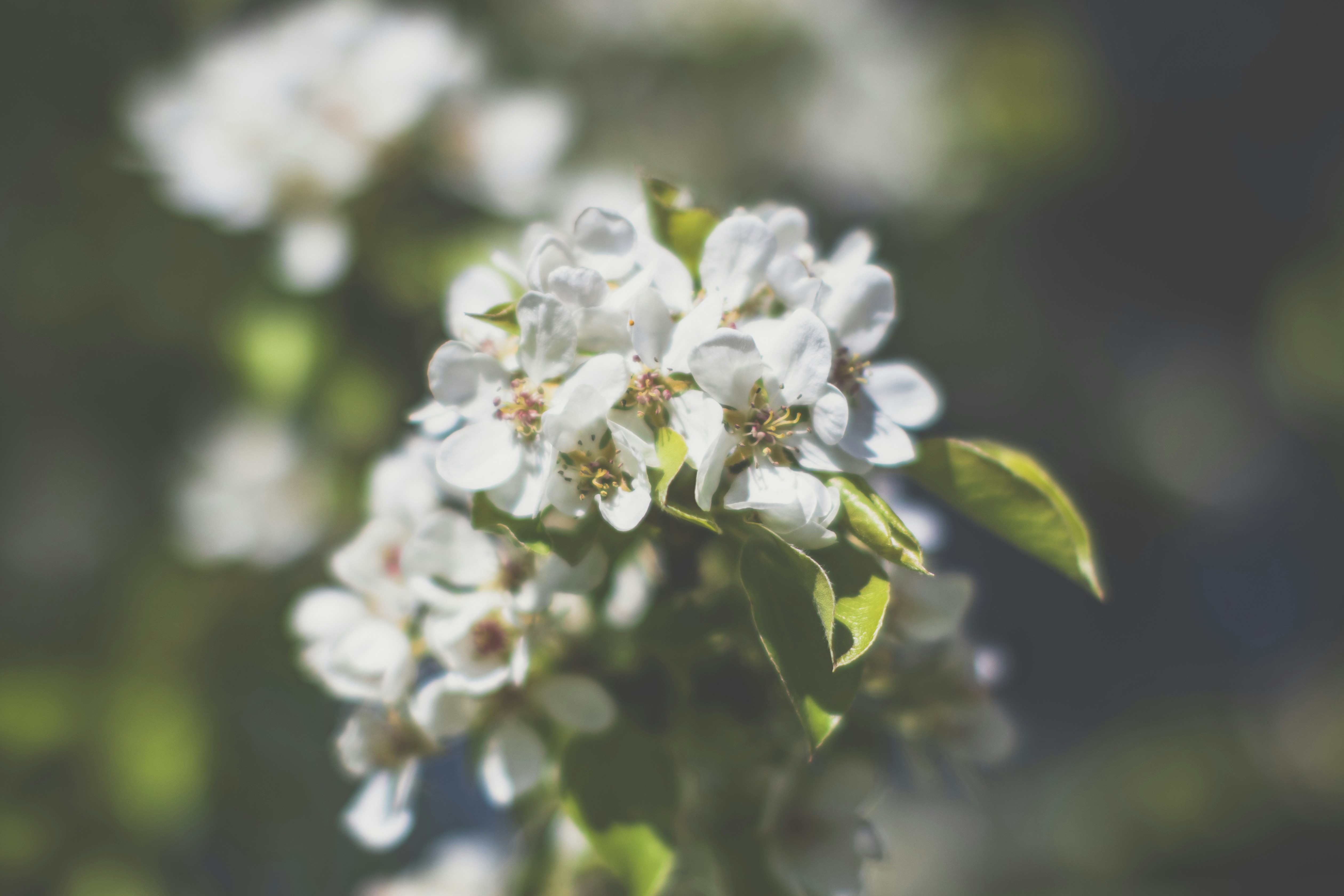 Photo by darkmoon_afa