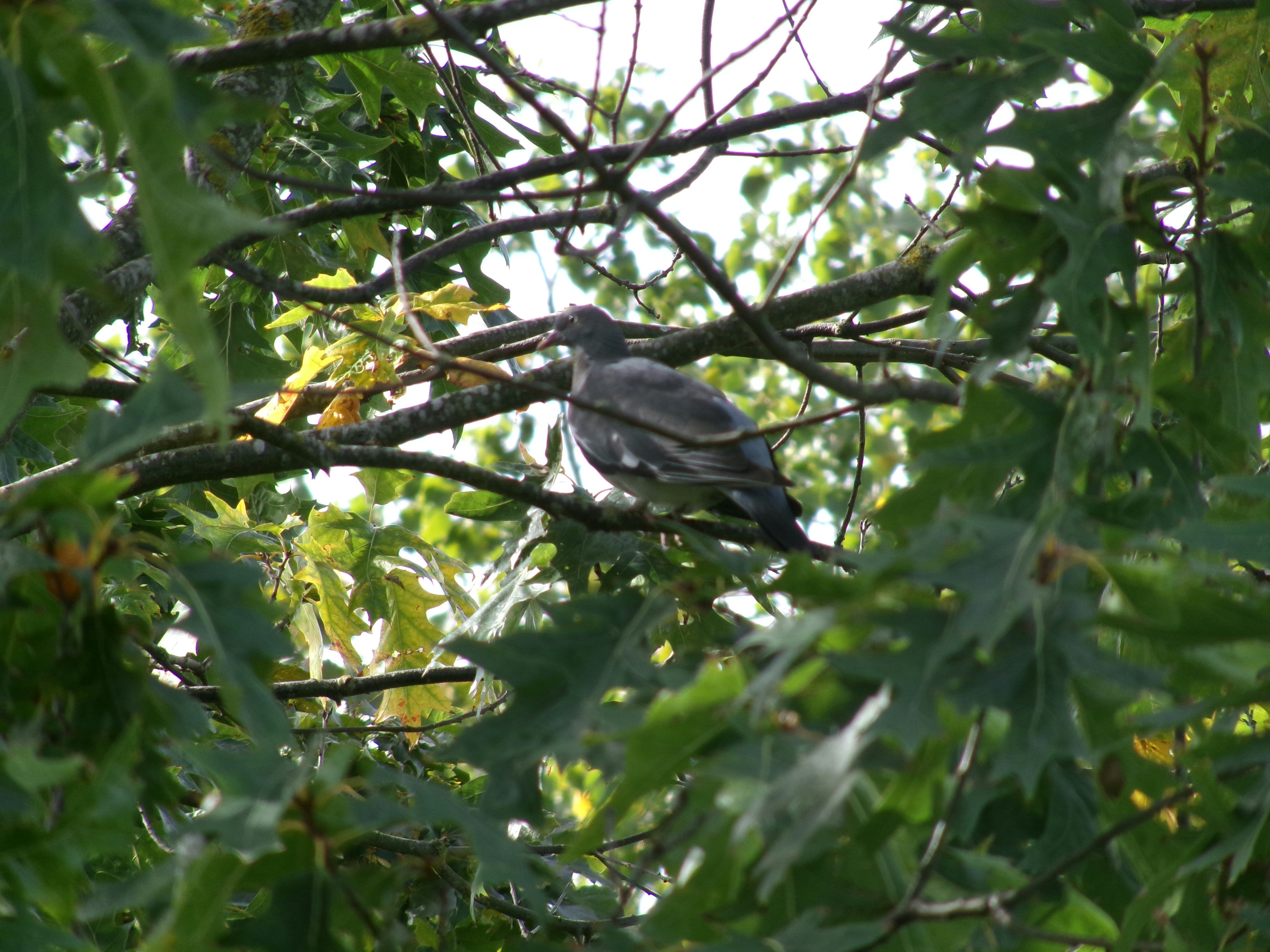 Photo by shotzdaniel