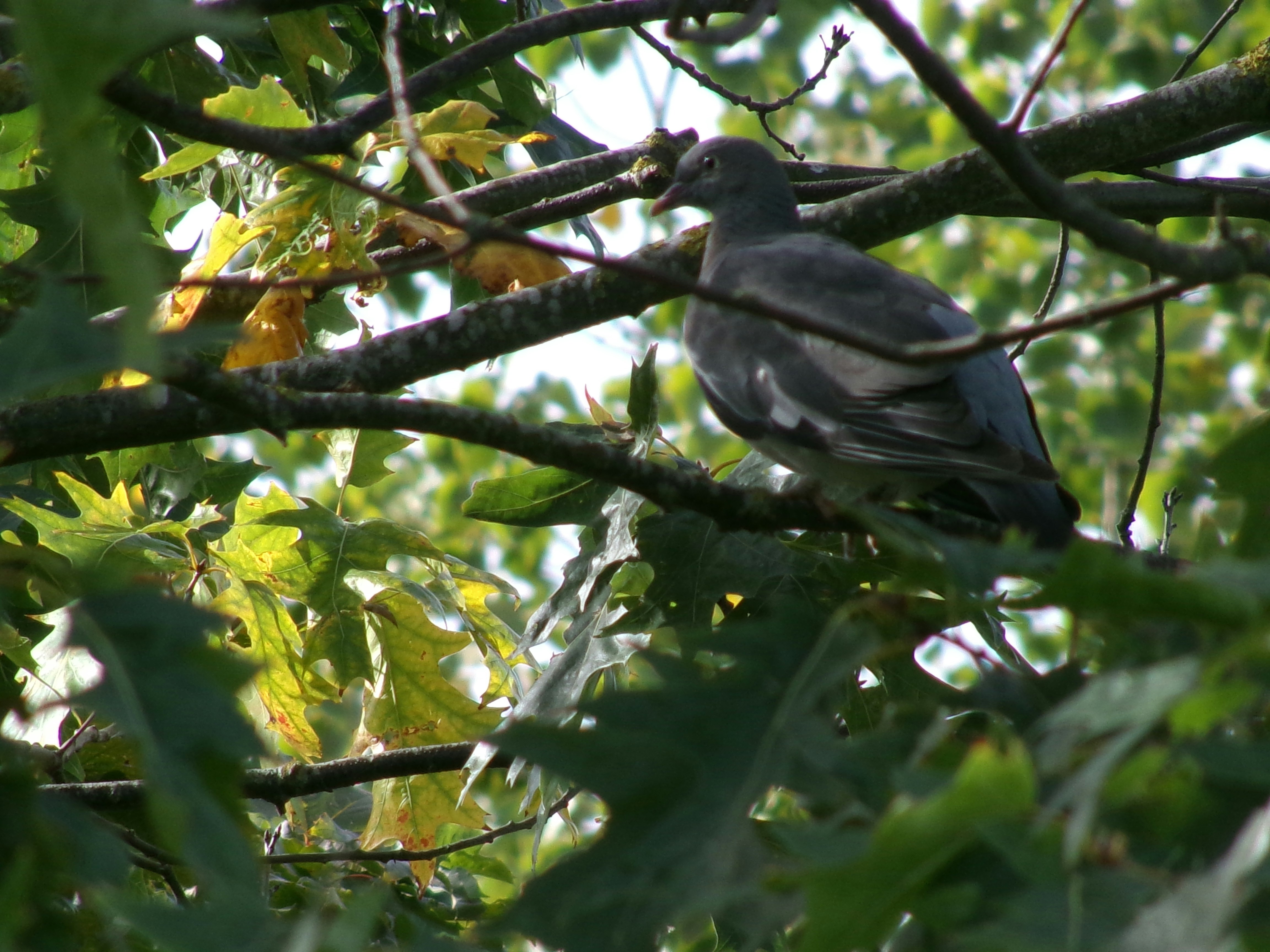 Photo by shotzdaniel