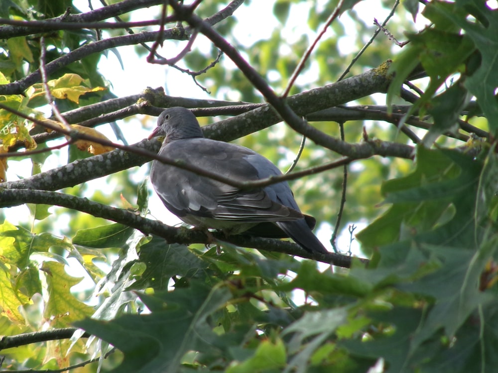 a bird sitting on a branch of a tree