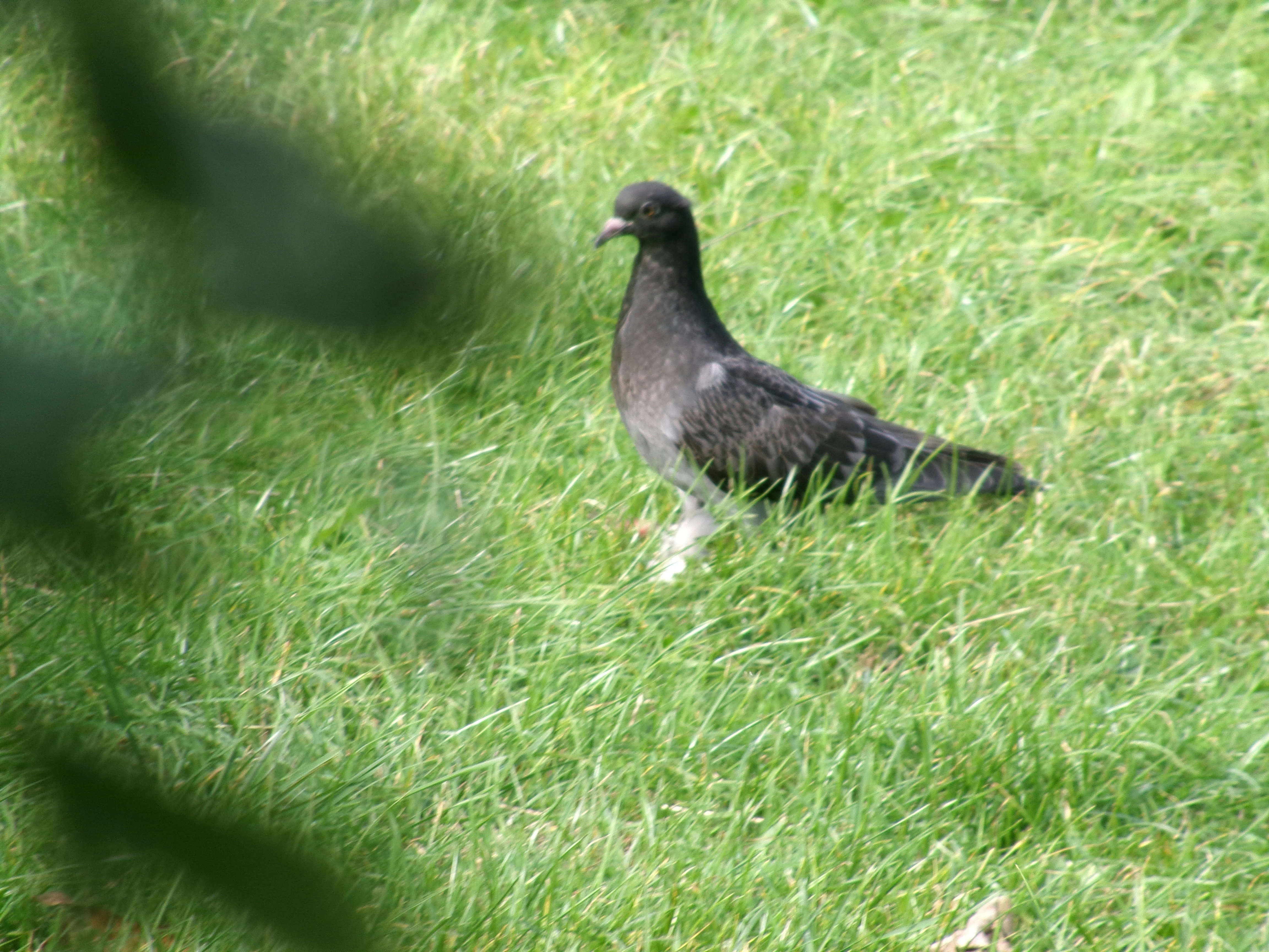 a black bird is standing in the grass