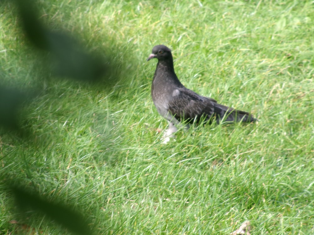 Ein schwarzer Vogel steht im Gras