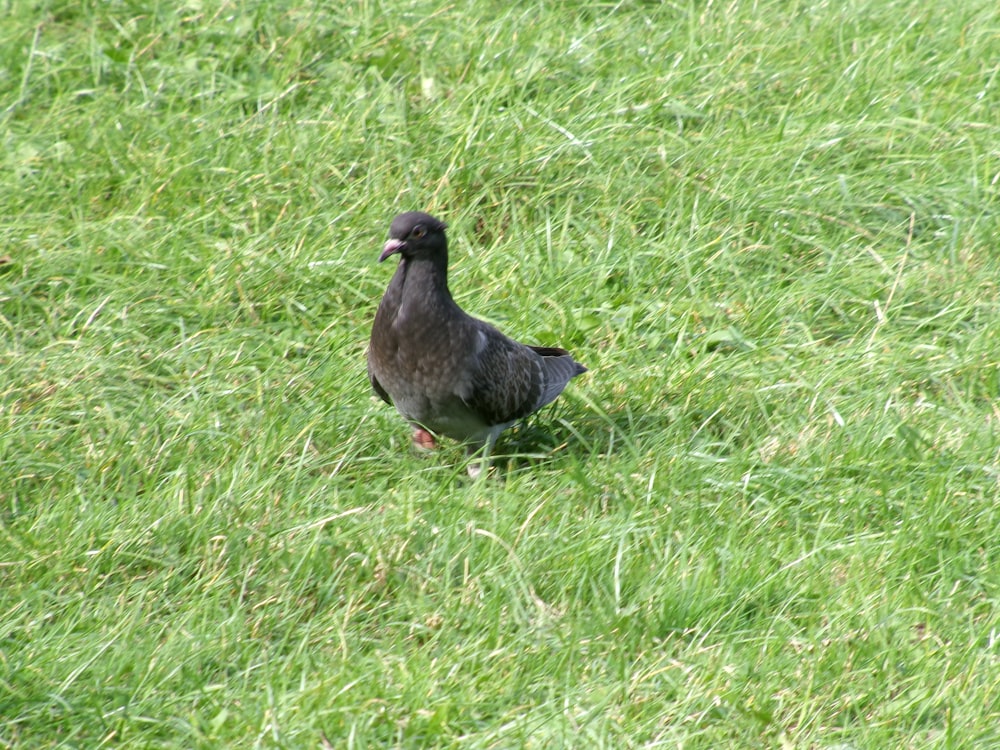 a black bird standing in a grassy field