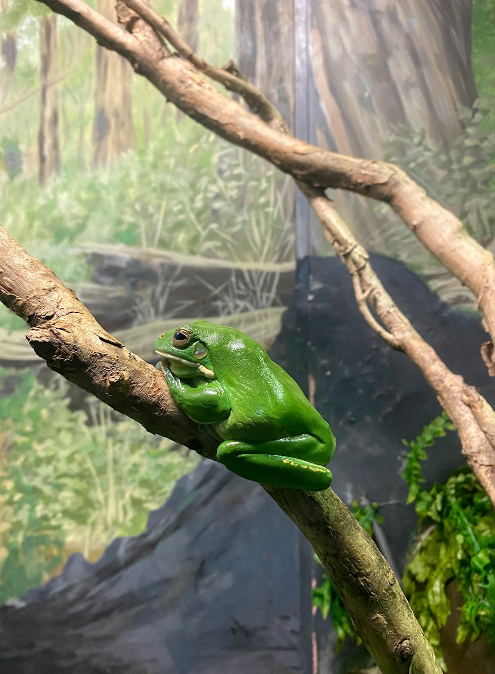 a green frog sitting on top of a tree branch