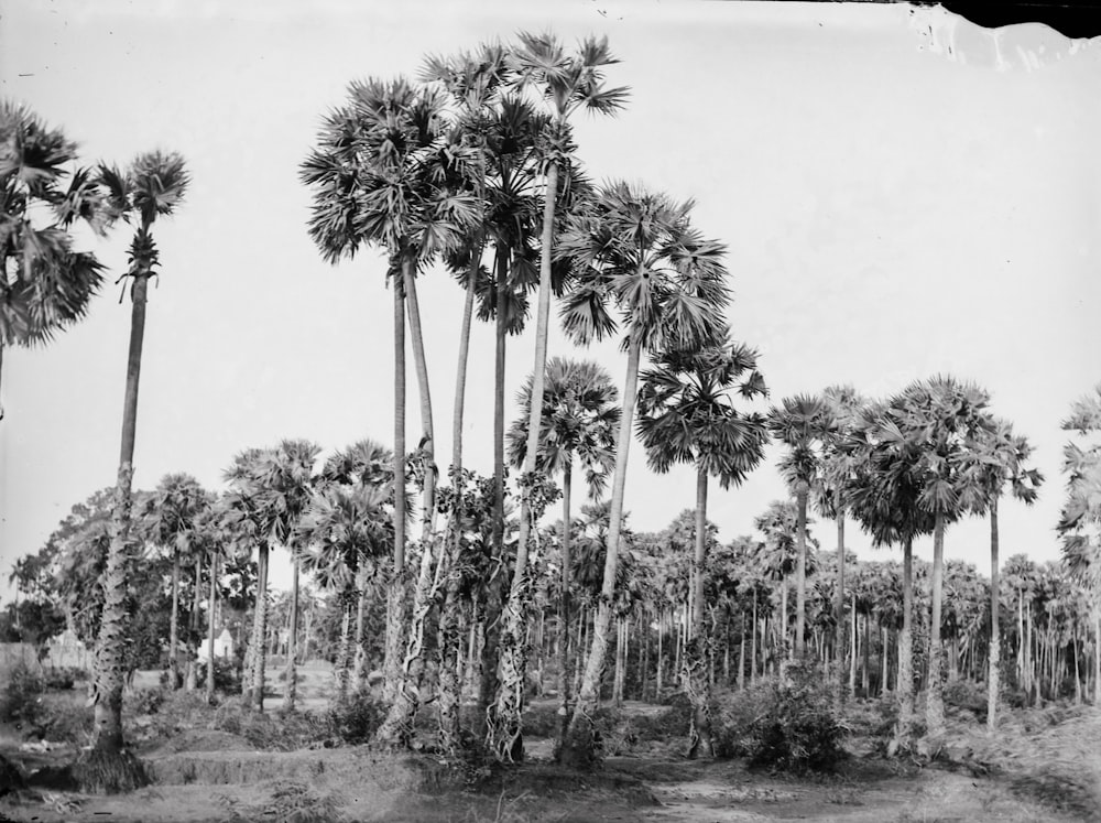 a black and white photo of palm trees