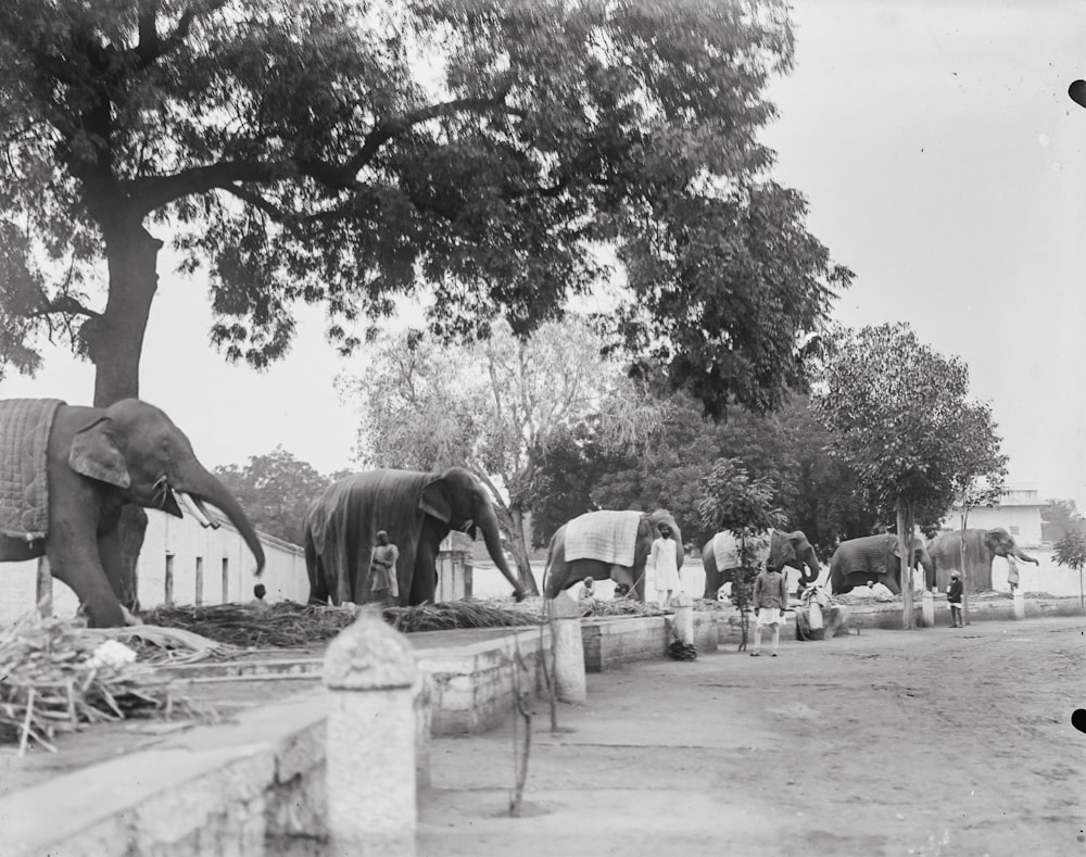 a black and white photo of elephants in a zoo