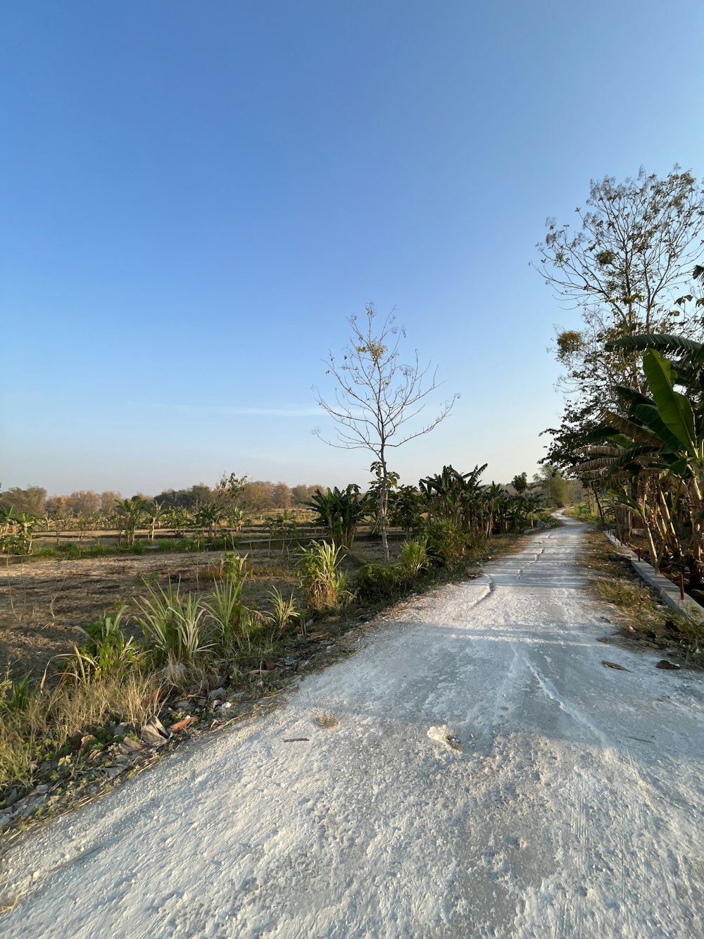 a dirt road surrounded by trees and grass